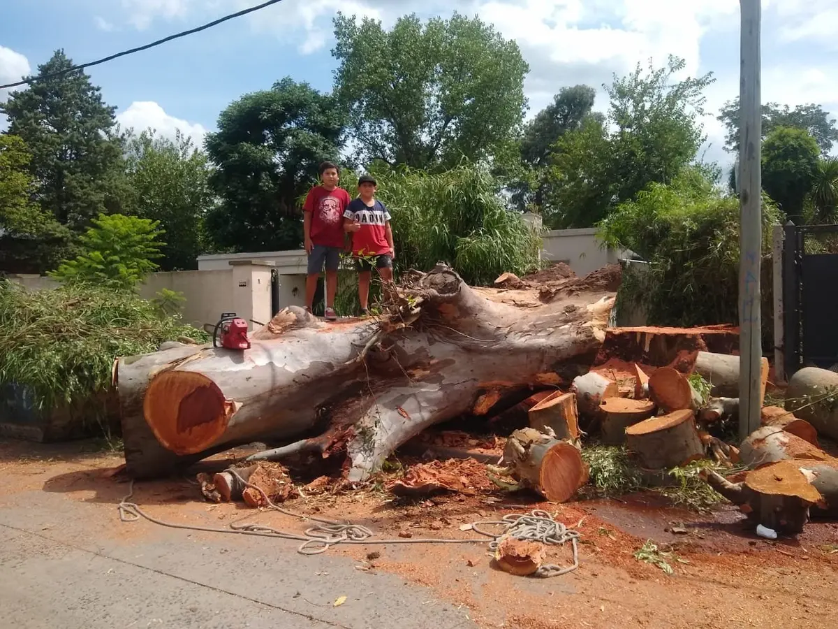 Extracción controlada de un árbol de gran porte en la vía pública