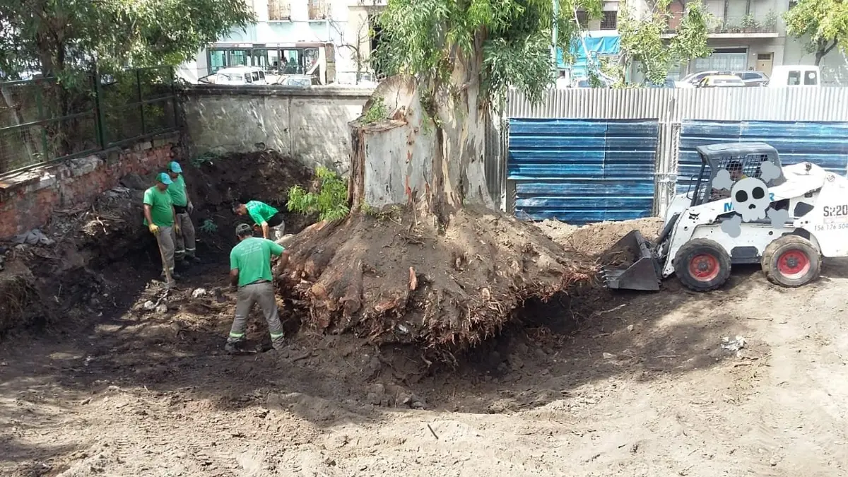 Extracción de raíz y acondicionamiento del terreno