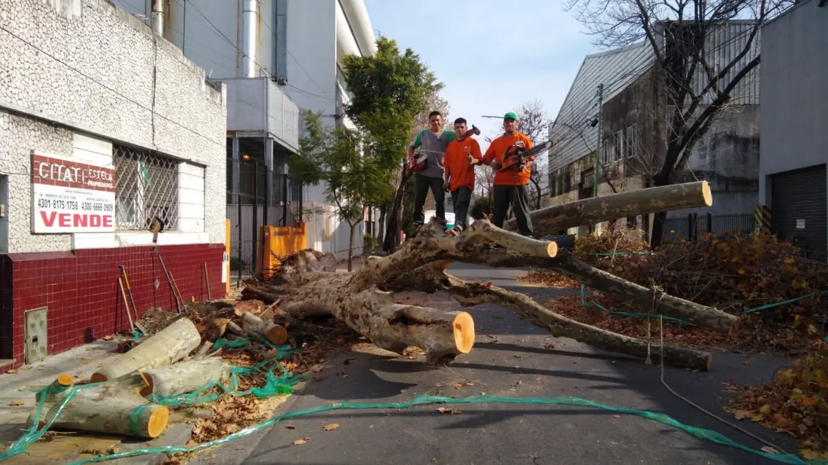 Tala controlada de un árbol en zona urbana